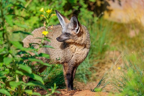 A Bat-eared fox (Otocyon megalotis) stands among tall green vegetation on a sunny day. Sudan,