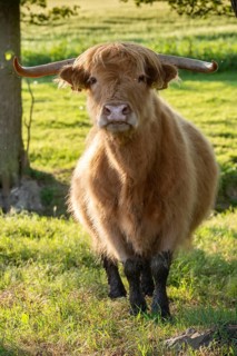 Artiodactyla, Bos Primigenius f. taurus, cattle, even-toed ungulate, highland cattle, kyloe,