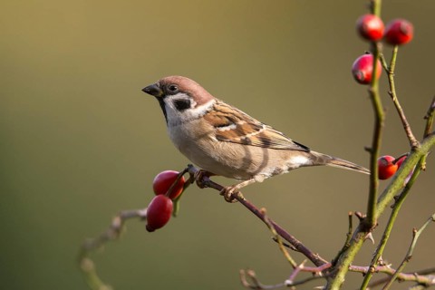 Tree Sparrow, Passer Montanus, Sparrow, Tree Sparrow, Birds, Passeri, Songbirds, Sparrow, Sparrow,