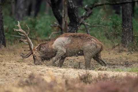 Red deer (Cervus elaphus), in the wallow, Hoenderloo, Gelderland, Netherlands