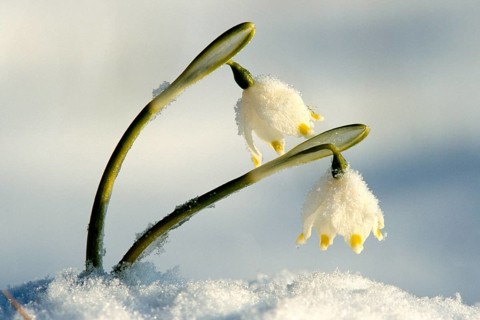 Flowers, plants, fairy tale cups in the snow