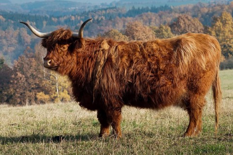 Artiodactyla, bos primigenius f. taurus, even-toed ungulate, highland cattle, kyloe, cloven-hoofed,