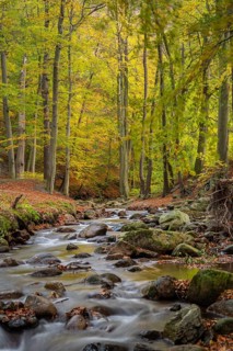 The river Ilse flows in the beech forest in the Harz Mountains, Ilsenburg, Saxony-Anhalt, Germany