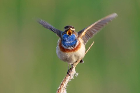 Bluethroat (Luscinia svecica cyanecula) male singing from cattail, Netherlands