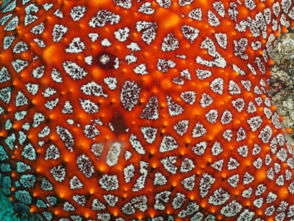 Close-up of a starfish with a complex pattern, the Panamic cushion seastar (Pentaceraster cumingi),