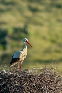Ciconia ciconia, white stork, birds, ciconiiformes, extremadura, high size, portrait format, nest,