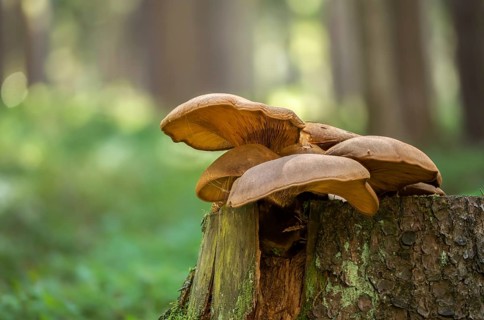 Oyster mushroom, oyster mushroom, pleurotus ostreatus, fungi, oyster fungus, oyster mushroom,