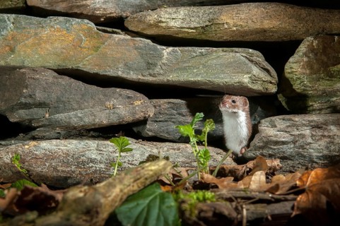 Carnivora, least weasel, mouse weasel, mustela nivalis, predators, mammals, raptors, mammals