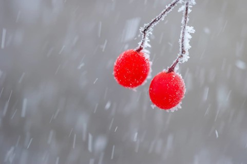 Snowball berries (Viburnum lantana) covered in hoarfrost, Oldenburg Münsterland, Vechta, Lower