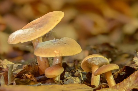 Birch milkcap, flutter milkling, lactarius tabidus, lactarius theiogalus, mild sulfur milkling,