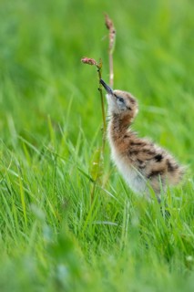Black-tailed gown Limosa limosa) with chicks at the nest in a wet meadow, De Waal, Texel, the