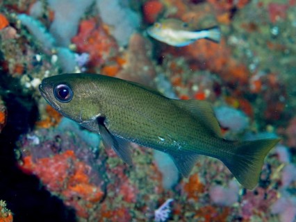 A reef drum (Odontoscion dentex), also known as an umberfish, swims against a backdrop of colourful
