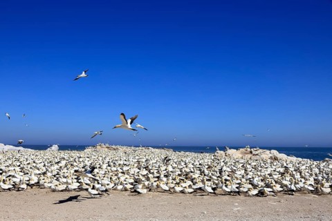 Cape Gannet (Morus capensis), breeding colony, on land, coast, beach, Lamberts Bay, Western Cape,