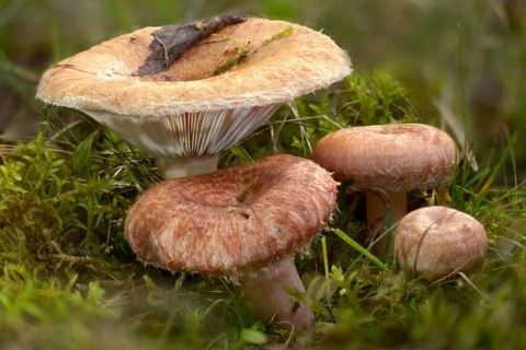 Birch Milkling, Birch Curd, Lactarius Torminosus, Shaggy Birch Milkcap, Bearded Milkcap, Fungus,