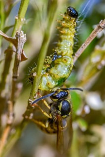 Box tree moth, boxwood moth, boxwood moth, cydalima perspectalis, real wasps, common wasp,