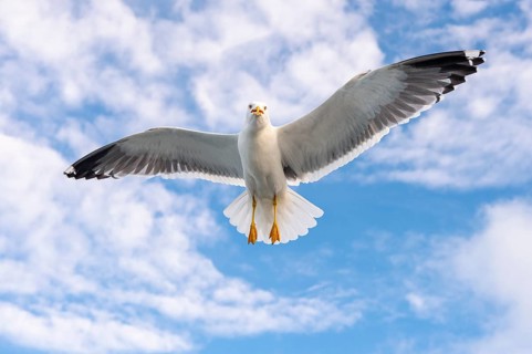 Herring Gull (Larus argentatus) in flight, Den Helder, Texel, Netherlands