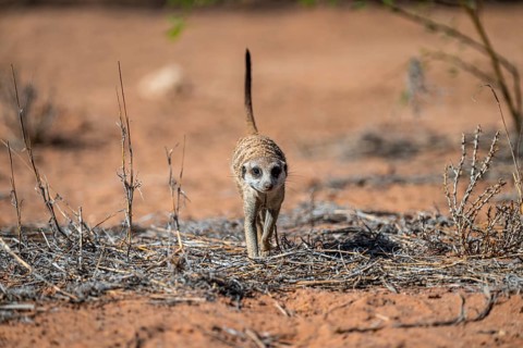 Running meerkat (Suricatta suricata), Kgalagadi Transfrontier Park, Northern Cape, South Africa