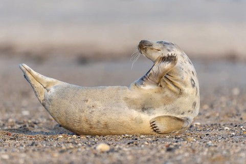 Grey seal (Halichoerus grypus), North Sea, Heligoland, Schleswig-Holstein, Germany