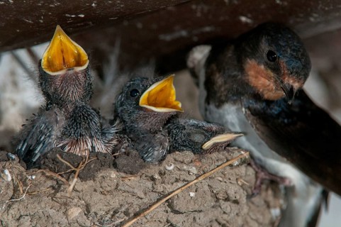 Hirundo rustica, house martin, swallow, birds, breed, brood, adolescent, young animal, juvenile,