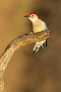 Animals, birds, bird, woodpecker, Carolina woodpecker, Woodpecker, Red-bellied Woodpecker,