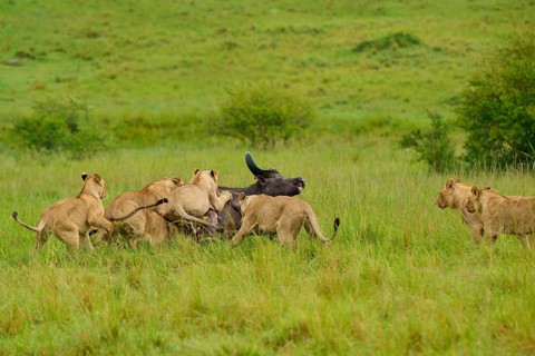 Lions attack a buffalo on the vast, green savannah, lion (Panthera leo), Cape buffalo (Syncerus