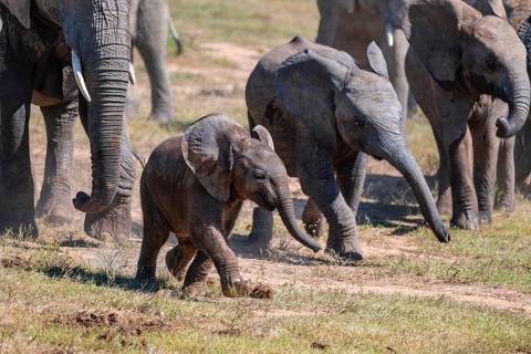 Cute little elephant, young animal, herd of African elephants (Loxodonta africana), Addo Elephant
