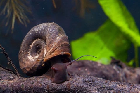 Great Ram's Horn snail, planorbarius corneus, posthorn snail, gastropod, mollusca, snails, molluscs