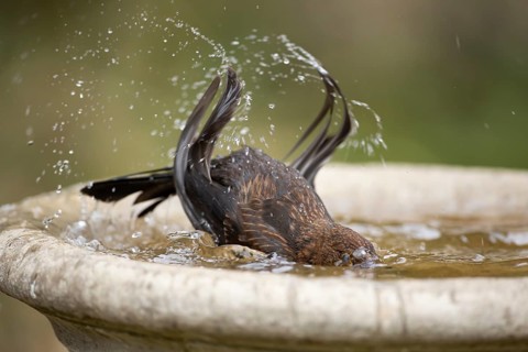 Eurasian blackbird (Turdus merula) adult female garden bird bathing in water in a bird bath,