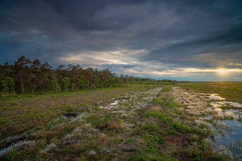 Bissendorfer Moor, Bissendorf, Wedemark, Hanover, Lower Saxony, Germany