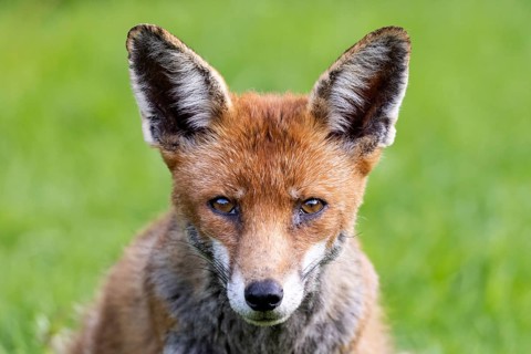 Red Fox (Vulpes vulpes) with ears pricked up and alert, against a background of green grass in the