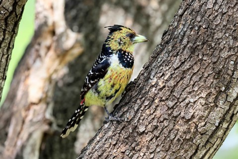 Crested Bart's Bird (Trachyphonus vaillantii), Black-backed Bart's Bird, adult, perched, tree,