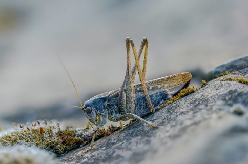 Grey bush cricket, deciduous locusts, platycleis albopunctata, tettigonioidea, western bite scare,