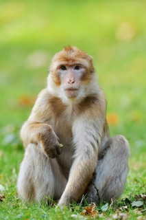 A Barbary macaque or magot (Macaca sylvanus) is sitting in a meadow eating, found in Morocco,