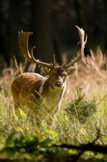 Dama dama, fallow deer, fallow deer, high size, vertical format, mammals, shovelers, mammals