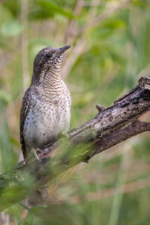 Jynx Torquilla, Wryneck, Birds, Bulgaria, high size, portrait format, male, piciforms, call,