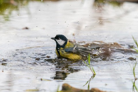 Great tit, great tit, parus major, bath, bird bath, birds, tit, passeri, songbirds, songbirds,