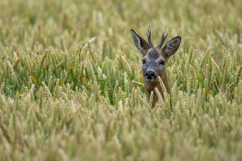 Roe deer (Capreolus capreolus) in a wheat field, Vechta, Lower Saxony, Germany