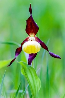 Orchids, Lady's slipper, (Cypripedium calceolus), Lower Saxony, Federal Republic of Germany