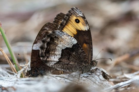 Hipparchia alcyone, Hipparchia hermione, small forest porter, rock grayling, butterfly, insects,
