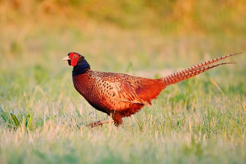 Hunting pheasant (Phasianus colchicus), cock standing in a meadow, North Rhine-Westphalia, Germany