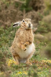 European brown hare (Lepus europaeus) adult animal shaking its body in grassland, England, United
