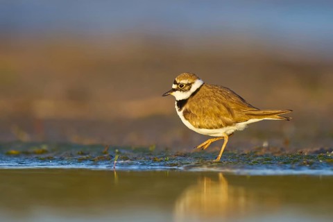 Little Ringed Plover (Charadrius dubius) foraging, North Rhine-Westphalia, Germany