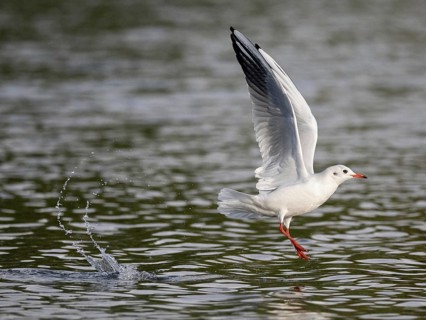 A black-headed gull flying over a lake, Ümminger See, Bochum, Ruhrpott, North Rhine-Westphalia,