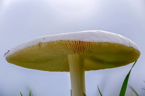 Farmerscheidling, handsome scheidling, large scheidling, rose-gilled grisette, stubble rosegill,