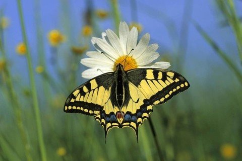Animal Animals Insect Insects Butterfly Butterflies Swallowtail perched on a flower (Papilio