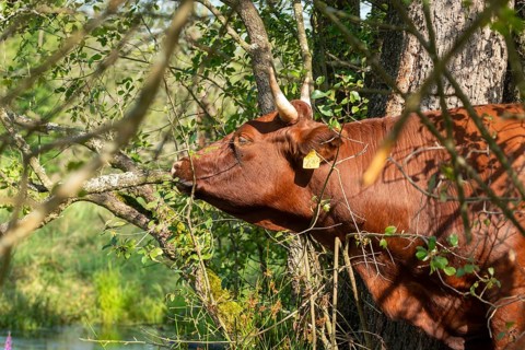 Artiodactyla, Bavaria, Bos Taurus sspec.5, cattle, even-toed ungulate, high-altitude cattle, Upper