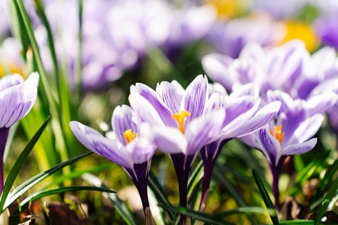 Close-up of purple Crocus Vernus Pickwick flowers with white veins blooming in early spring,