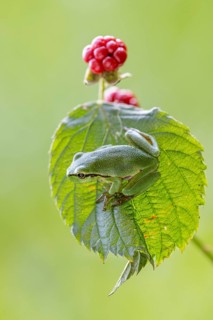 A tree frog (Hyla arborea) perched in a sunny spot, Ahlhorn, Lower Saxony, Germany
