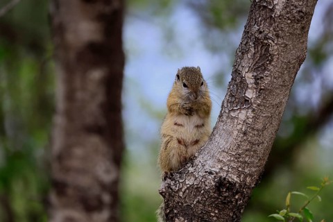 Smith's bush squirrel (Paraxerus cepapi), yellow-footed bush squirrel, adult, tree trunk, alert,