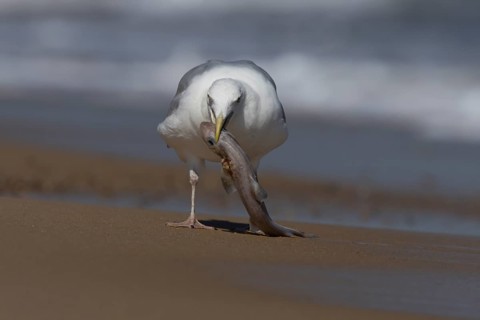 Herring gull (Larus argentatus) adult seagull bird with a dogfish fish in its mouth for food on a